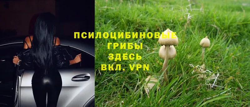 Псилоцибиновые грибы MAGIC MUSHROOMS  Злынка 